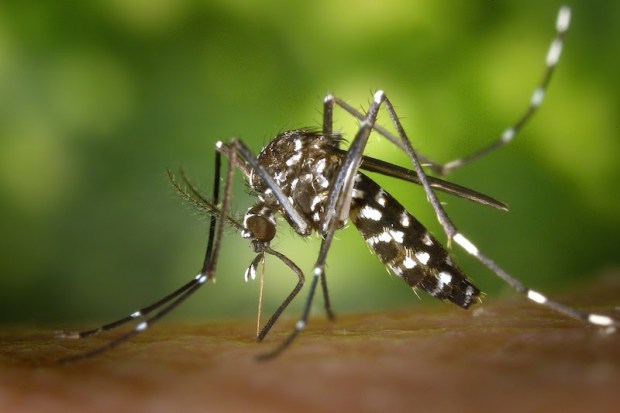 Malaria na Mauritiusie. Jak chronić się przed ukąszeniem komarów?
