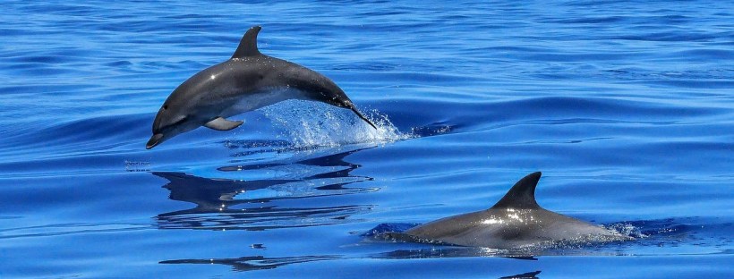 Pływanie z delfinami na Mauritiusie jest źródłem intratnego businessu, nie daj się w to wciągnąć!