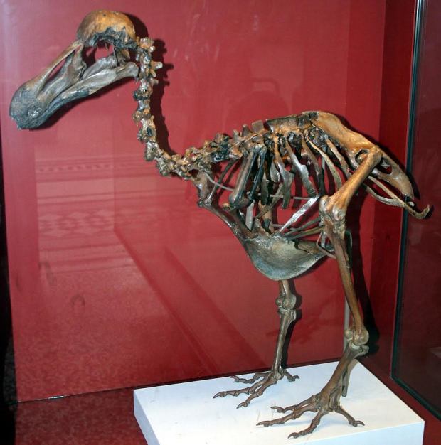 Szkielet_dodo_Natural_History_Museum_London_England